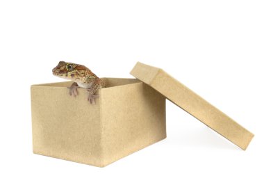 Panter gecko kutuyu