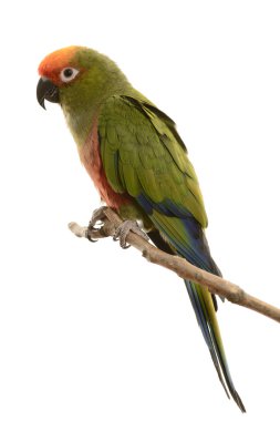 cennet altın conure kaydetmeyi başarmıştır.
