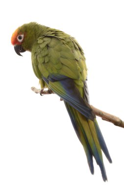 cennet altın conure kaydetmeyi başarmıştır.