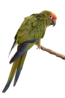 cennet altın conure kaydetmeyi başarmıştır.