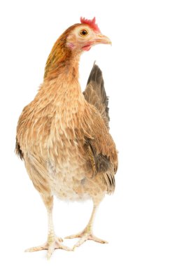 Eski İngiliz ufak tefek tavuk