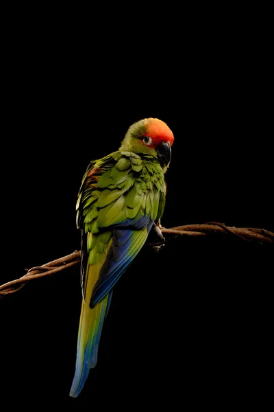 Paradise Gold Capped Conure on black — стоковое фото
