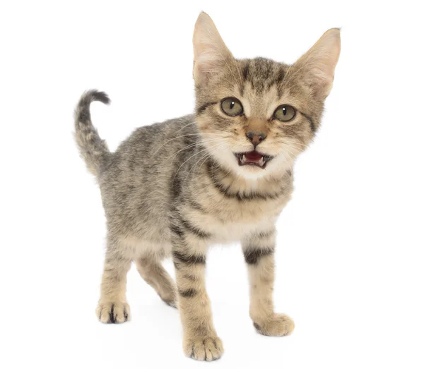 Brown Tabby Cat Kitten — Stock Photo, Image