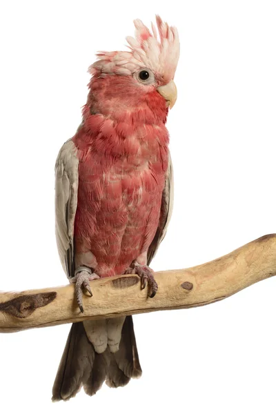 beyaz gül kruvaze Kakadu