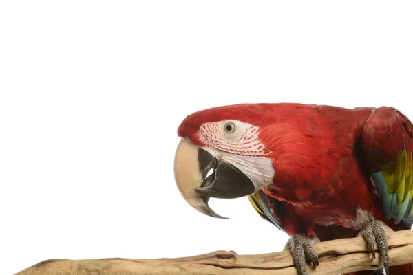 Scarlet Macaw on white — Stock fotografie