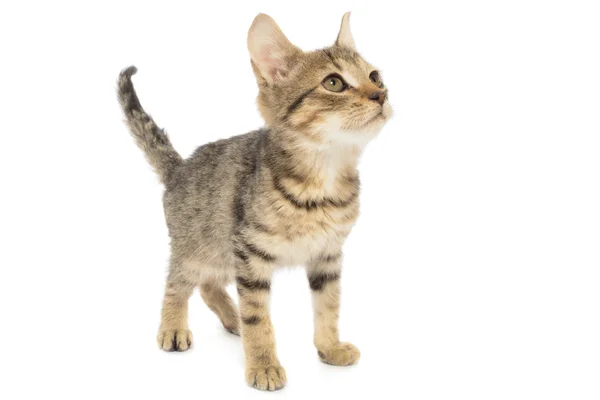 Brown Tabby Cat Kitten — Stock Photo, Image