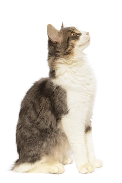 Domestic Cat — Stock Photo, Image