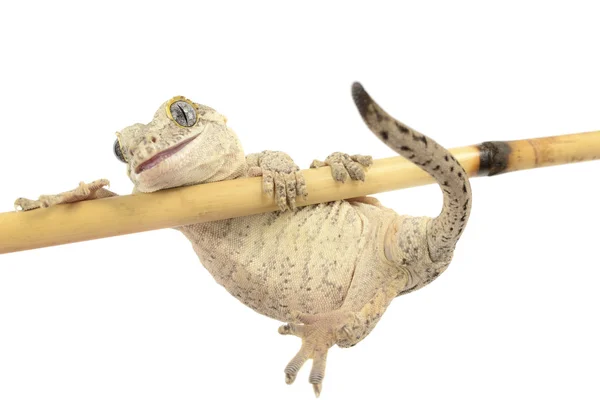 Gárgula Gecko em branco — Fotografia de Stock