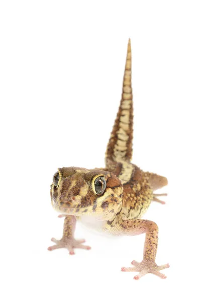 Panter gecko na bílém pozadí — Stock fotografie