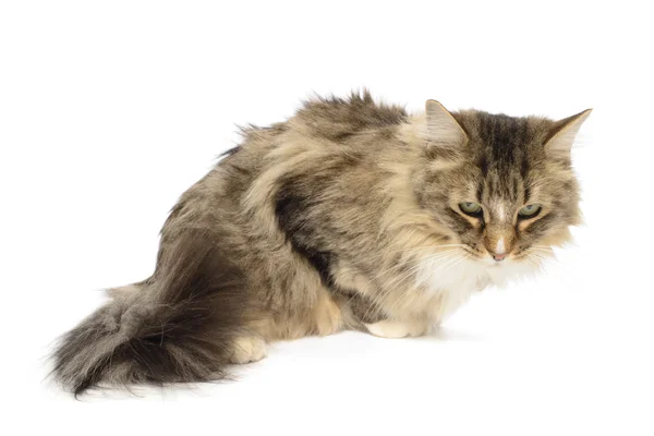 Long Haired Domestic Cat — Stock Photo, Image