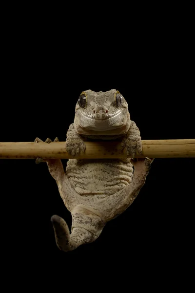 Gargoyle gecko på svart — Stockfoto