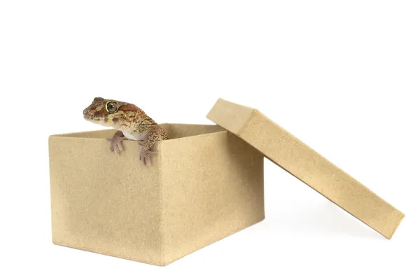 Πάνθηρας gecko έξω το κιβώτιο — Φωτογραφία Αρχείου