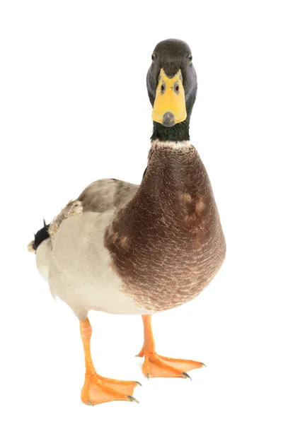 Mallard Duck — Stock Photo, Image