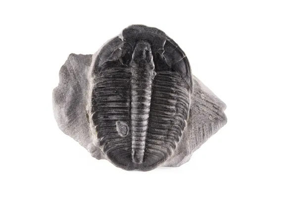 Trilobite fossile — Foto Stock
