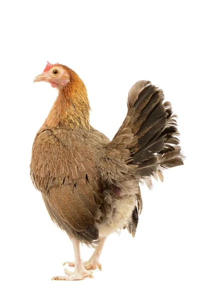 Altenglisches bantam chicken — Stockfoto