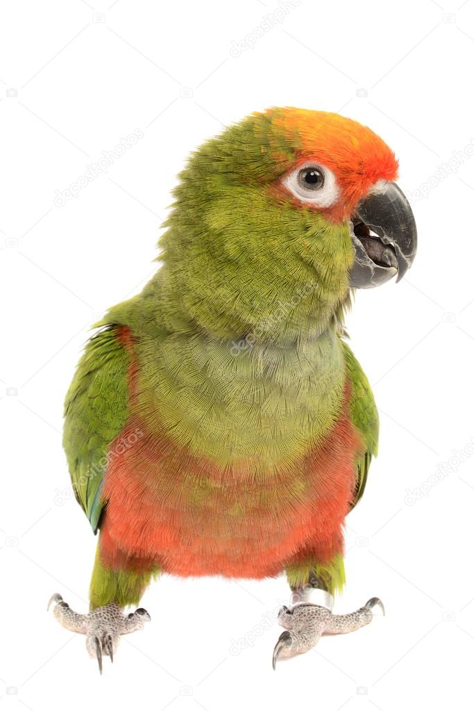 Paradise Gold Capped Conure on white