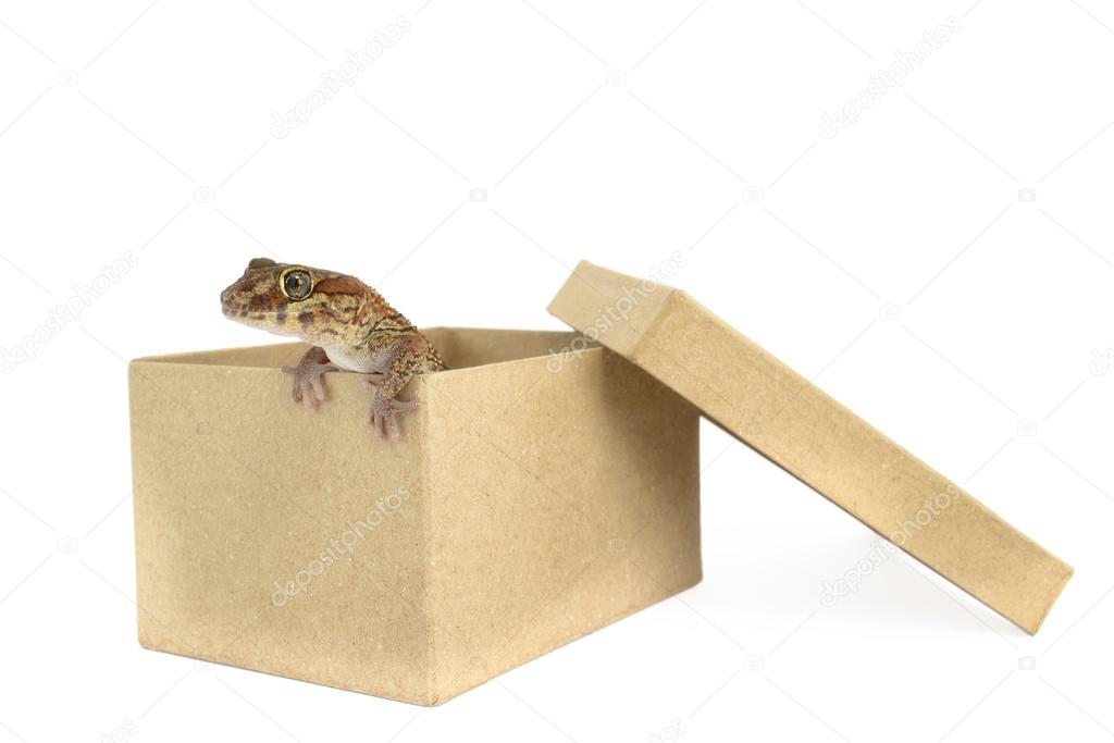Panther Gecko out the box