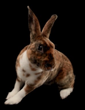 mini rex tavşan
