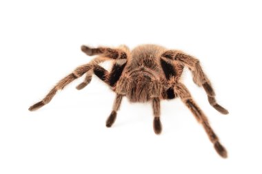 Şili gül tarantula