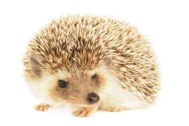 Kirpi