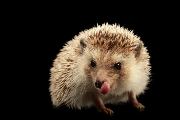 Igel — Stockfoto