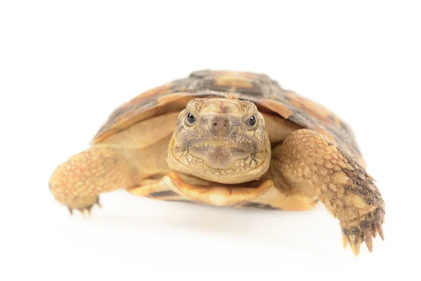 Pancake Tortoise — Stock Photo, Image