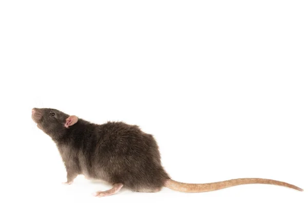 Rato Rex — Fotografia de Stock
