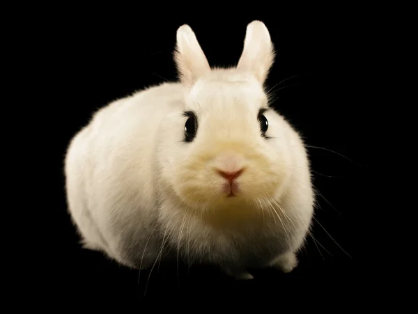 Dwarf Hotot Rabbit — Stock Photo, Image