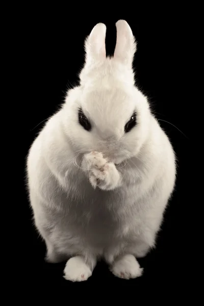 ドワーフ hotot ウサギ — ストック写真