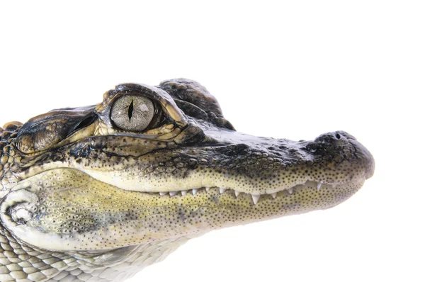 Giovane alligatore americano — Foto Stock