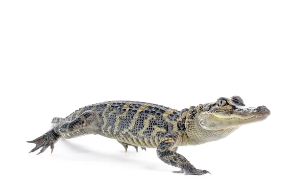Aligator amerykański - aligator mississippiensi — Zdjęcie stockowe