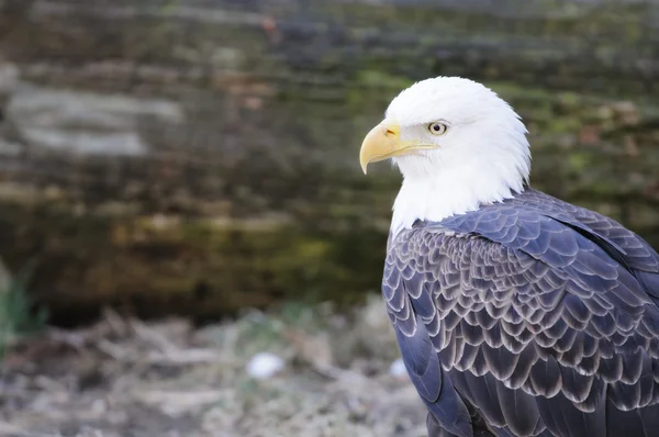 Aquila calva americana — Foto Stock