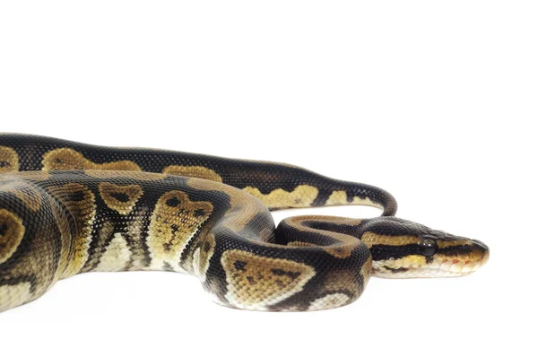 Ball Python — Stock Photo, Image