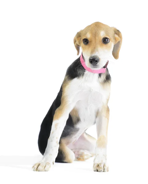 Border kolie, štěně beagle mix — Stock fotografie