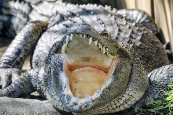 Crocodile Jaws — Stock Photo, Image