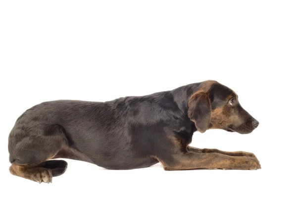 Labrador pes mix štěně — Stock fotografie