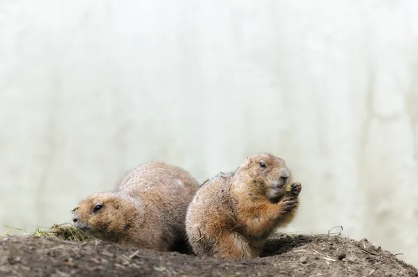 Cães da pradaria — Fotografia de Stock