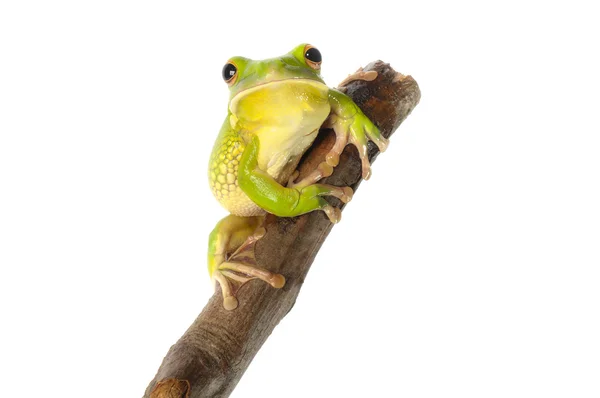 白唇树蛙 — 图库照片
