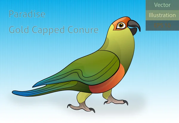 Paradise Gold Capped Conure Vector Illustration — Stock Vector