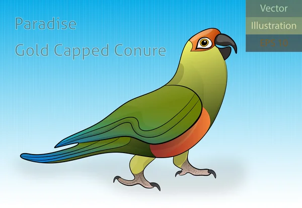 Paradies Gold Capped Conure Vektor Illustration — Stockvektor