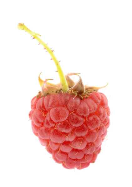 Raspberry - Isolated — Stock Photo, Image