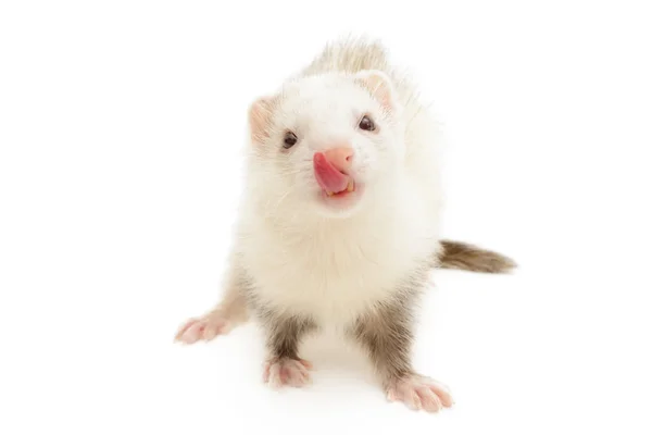 Witte ferret — Stockfoto