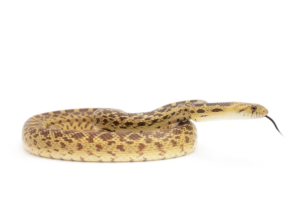 Gopher węża — Zdjęcie stockowe