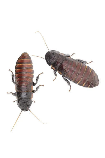 Cucaracha silbante — Foto de Stock