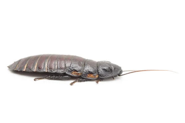 Cucaracha silbante —  Fotos de Stock