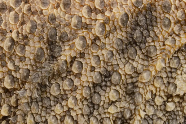 Texture drago barbuto — Foto Stock