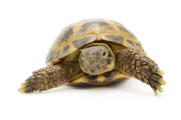Trzech palców żółwia — Zdjęcie stockowe