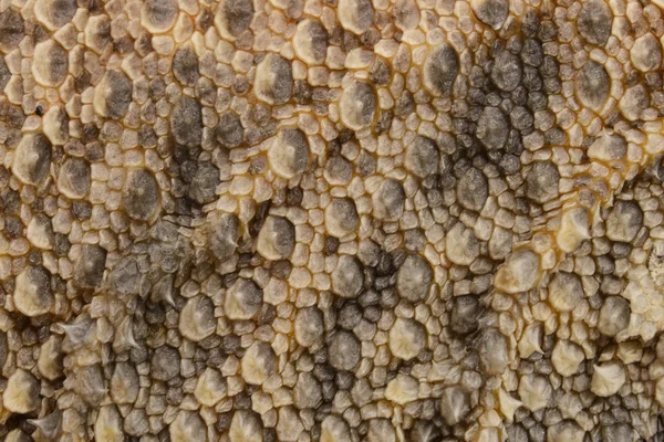 Brodaty smok tekstura — Zdjęcie stockowe