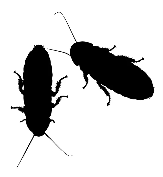Hissing Cockroach Vector — Stock Vector