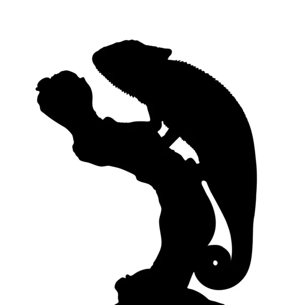 Graceful Chameleon Vector — Stock Vector